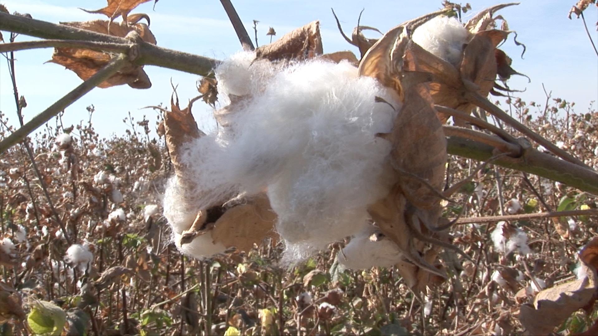 Cotton Valley's Gold PBS LearningMedia