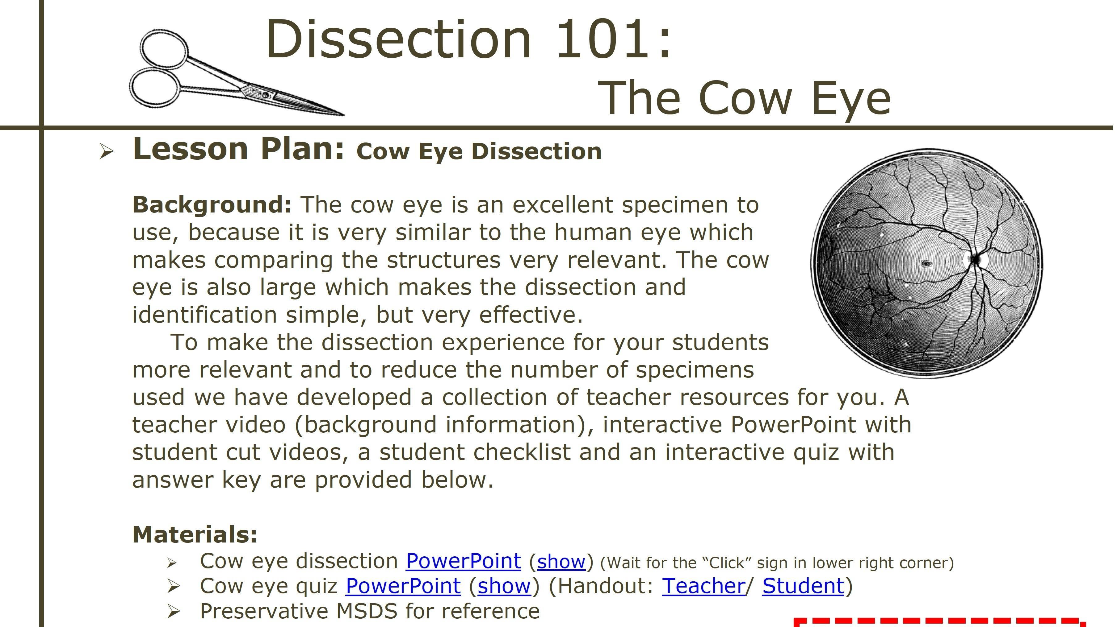 Dissection 101 | Cow Eye Dissection: Lesson Plan | PBS LearningMedia