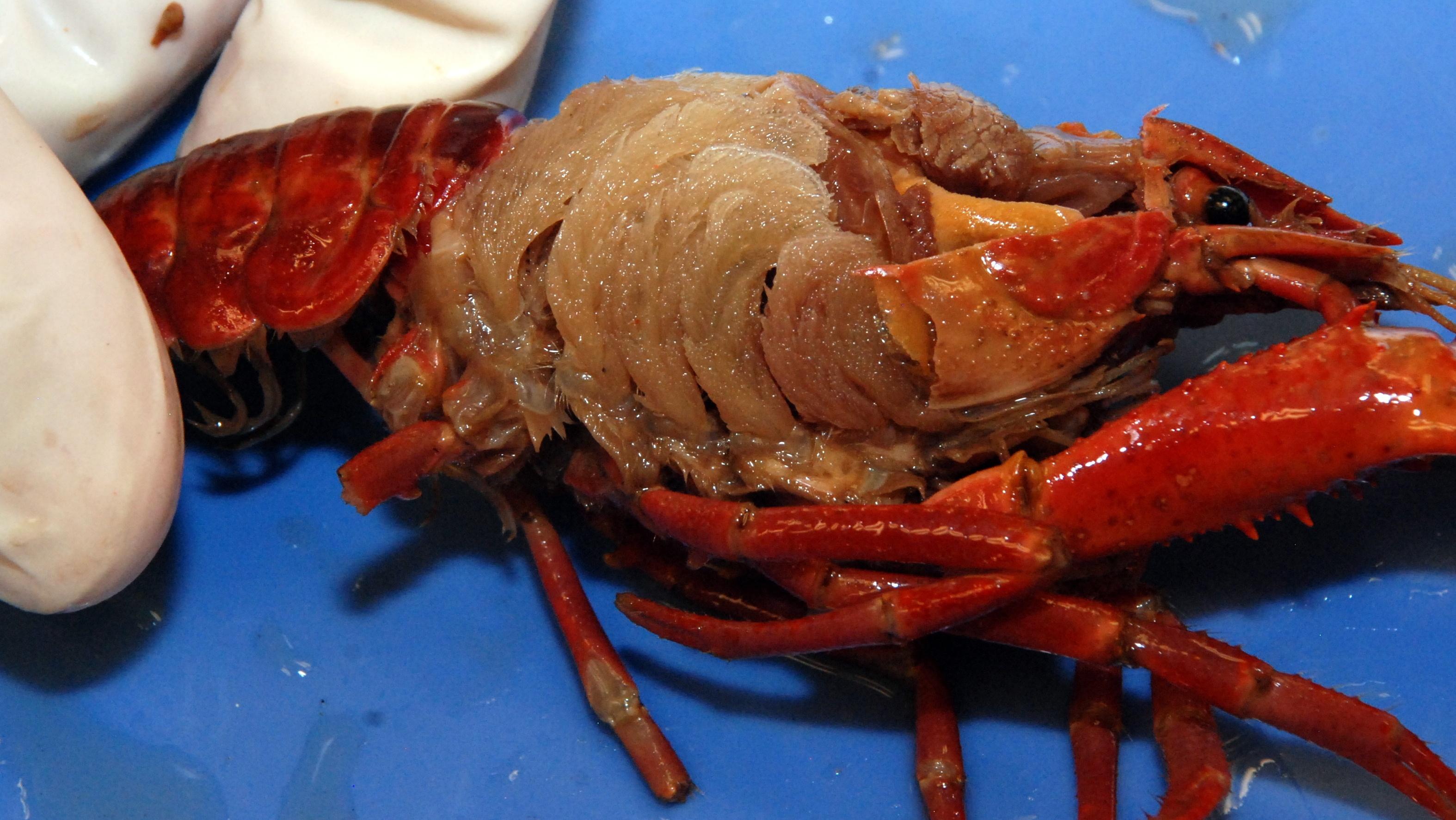 dissection-101-crayfish-dissection-lesson-plan-pbs-learningmedia