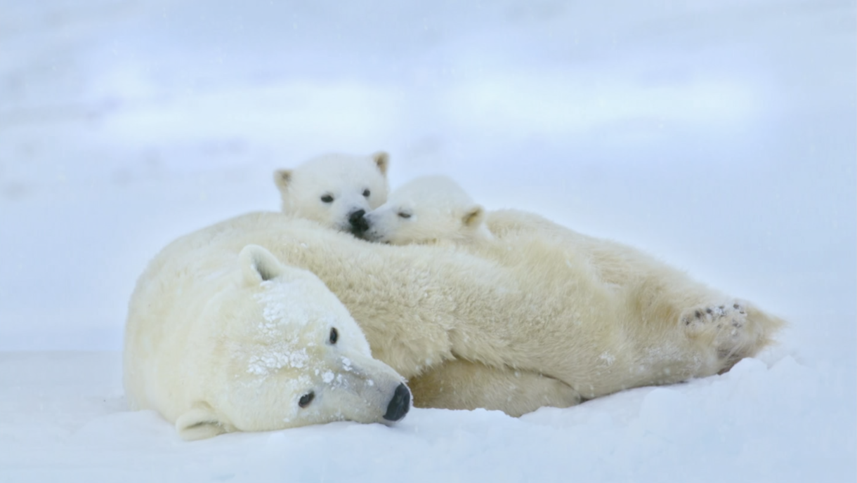 Animal Adaptations Polar Bear Paws PBS LearningMedia