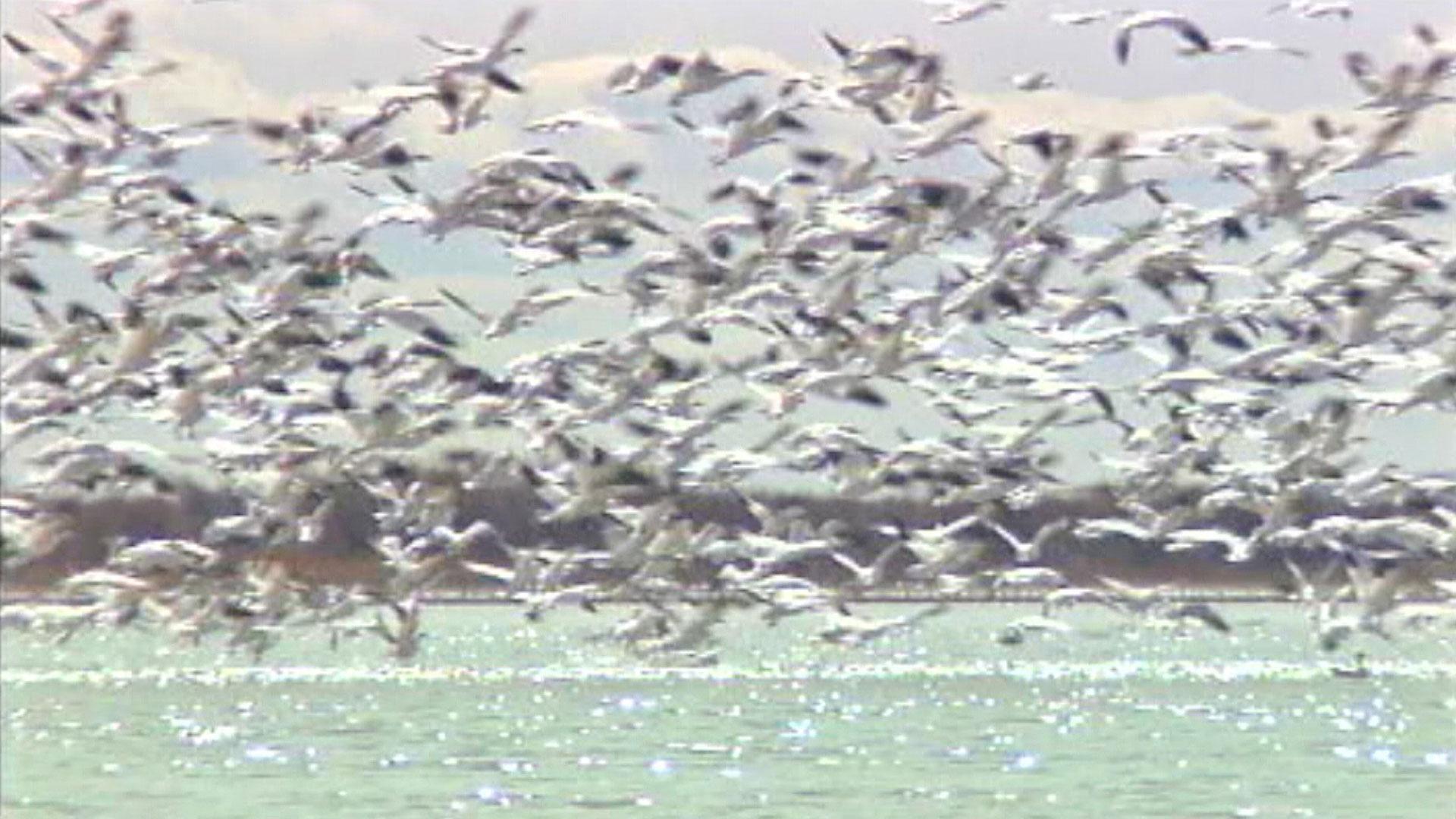 Bird Migration Science Trek PBS LearningMedia