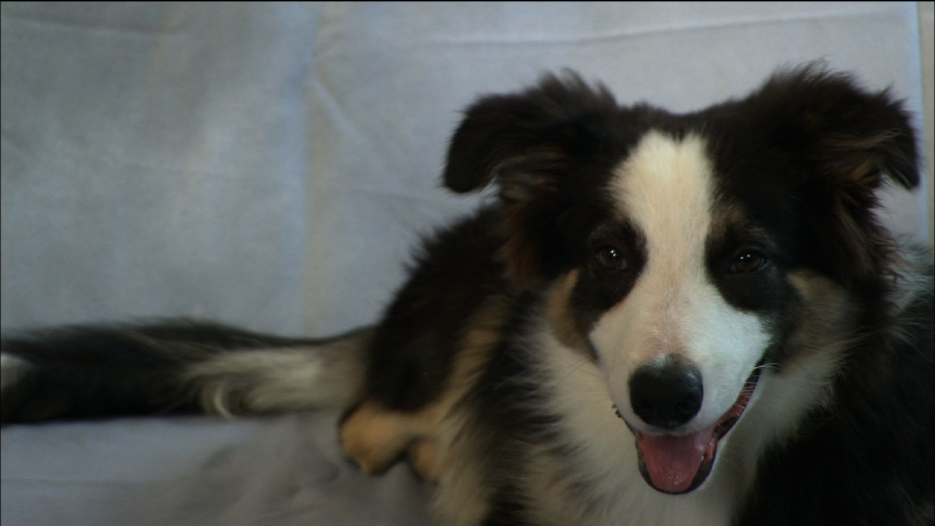 Driftwood the Dog PBS LearningMedia