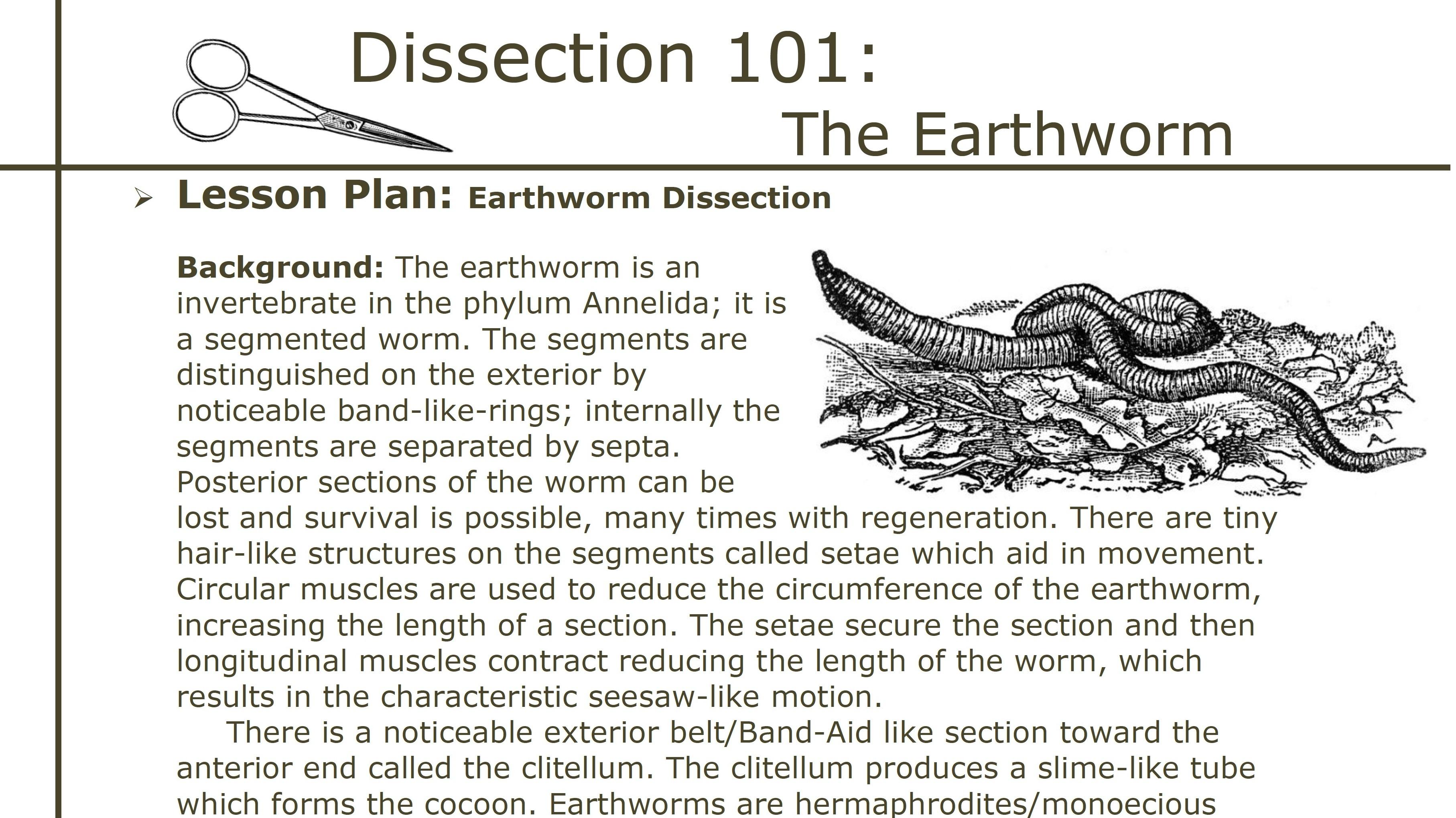 Dissection 101 Earthworm Dissection Lesson Plan Pbs Learningmedia