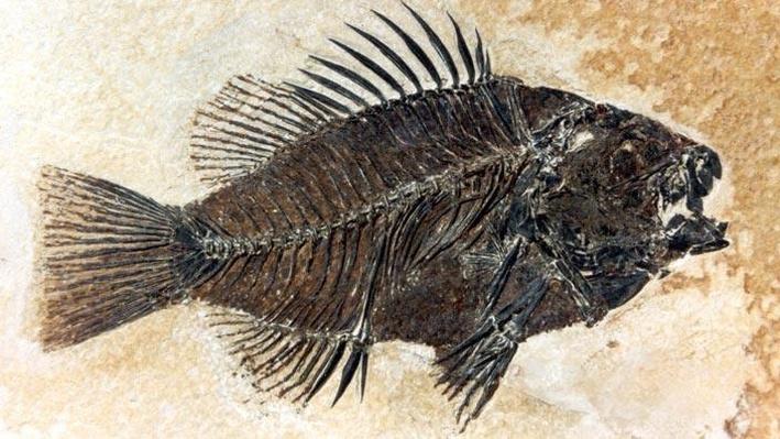 Fosili Ess05_img_fossilcollage.jpg.resize.710x399