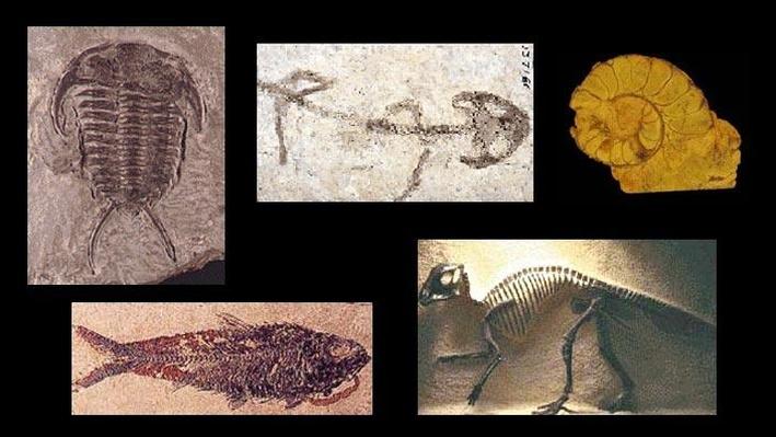 types of dinosaur fossils