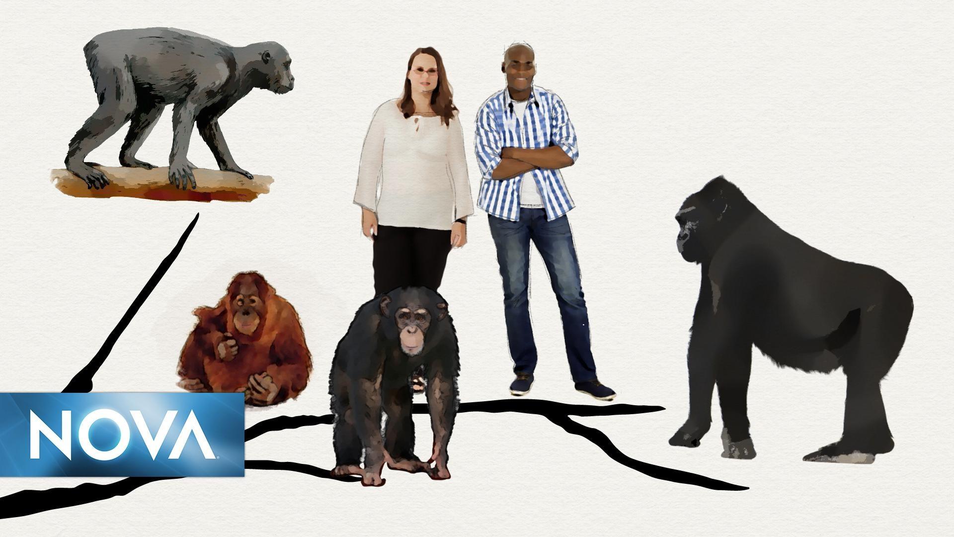 Evolution lab interactive lesson mission 6 pbs learningmedia