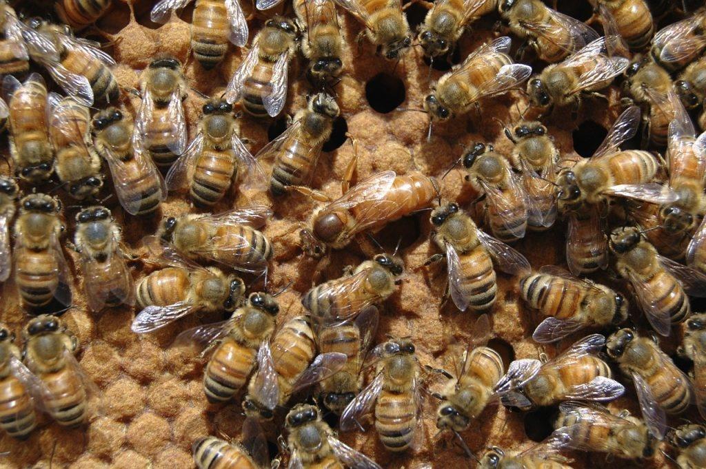 https://image.pbs.org/poster_images/assets/facts-about-queen-bees-1024x681.jpg