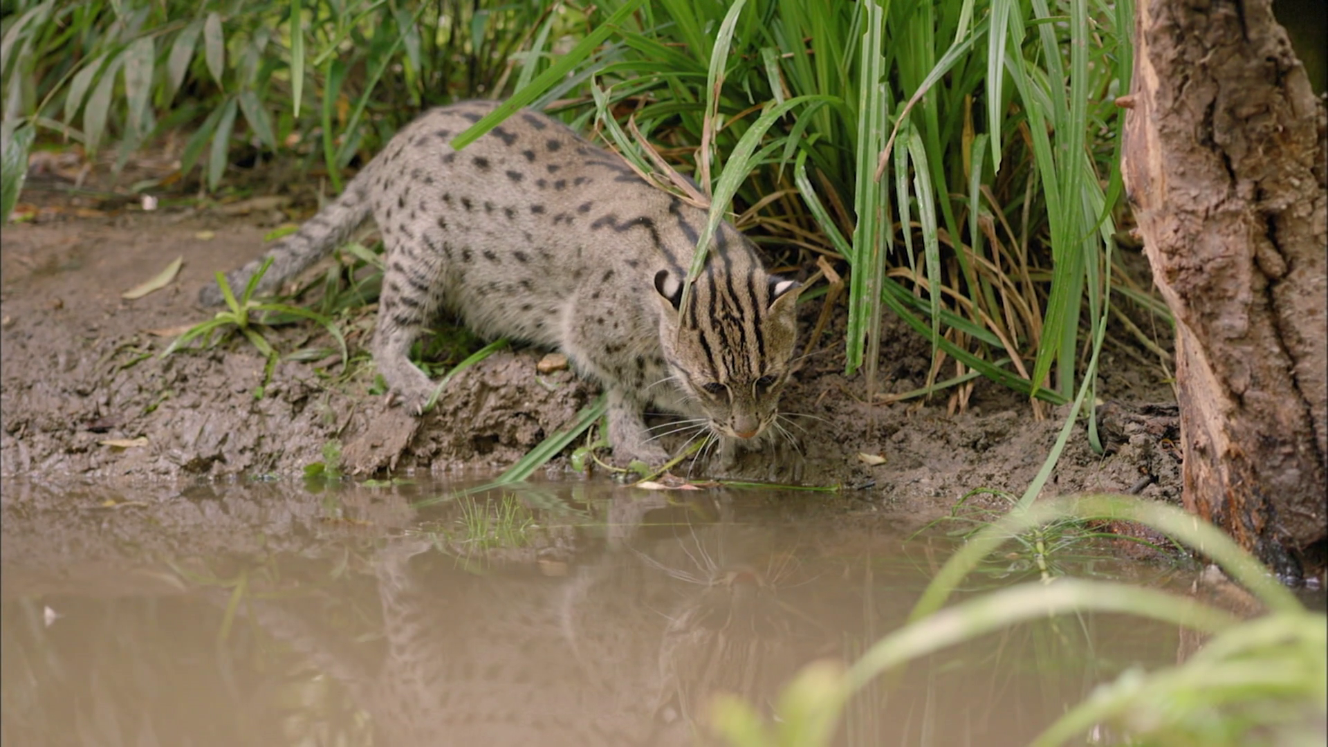 Fishing Cat