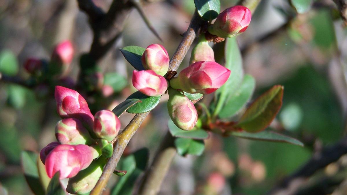 Flowering Quince Ket Image Bank Pbs Learningmedia