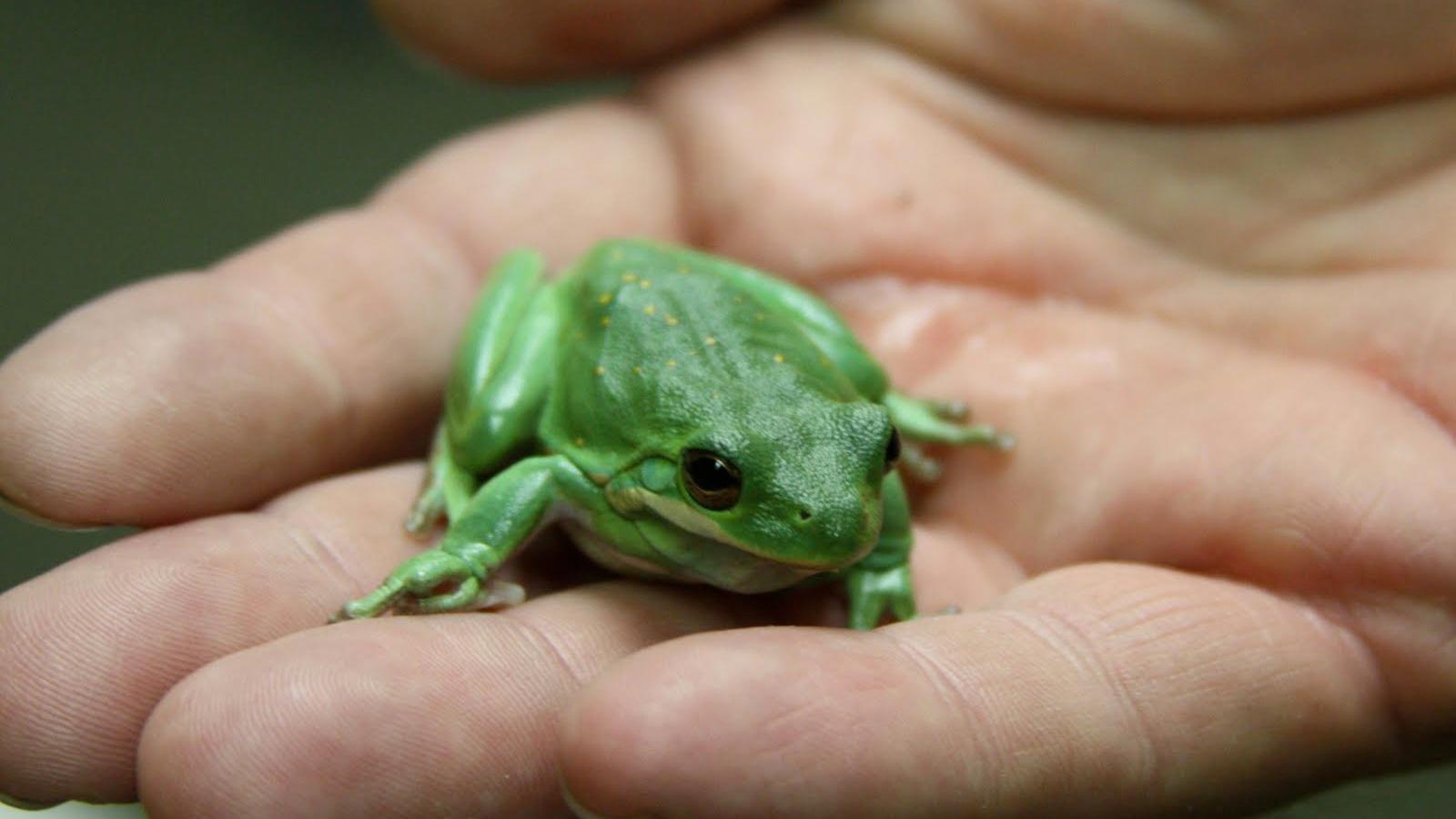American Green Tree Frog Ket Image Bank Pbs Learningmedia