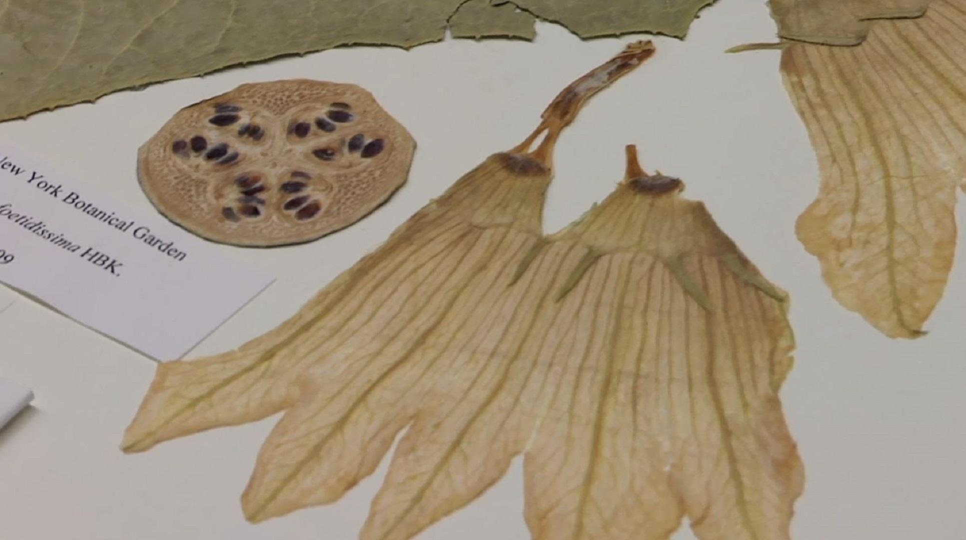 New York Botanical Garden Herbarium