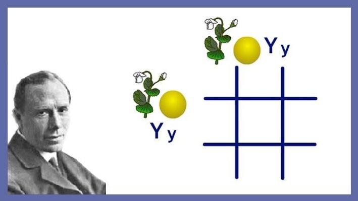 Mendels Laws Of Genetic Inheritance Science Interactive Pbs