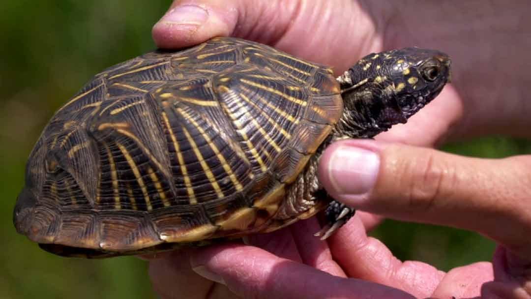 Scientists Study Endangered Species in Iowa's Big Sand Mound Nature ...