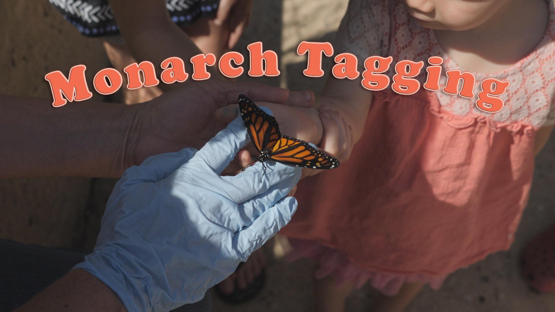 Tagging Insects Get Up & Go Play!: Monarch Butterfly Tagging | Young Explorers | Grades ...