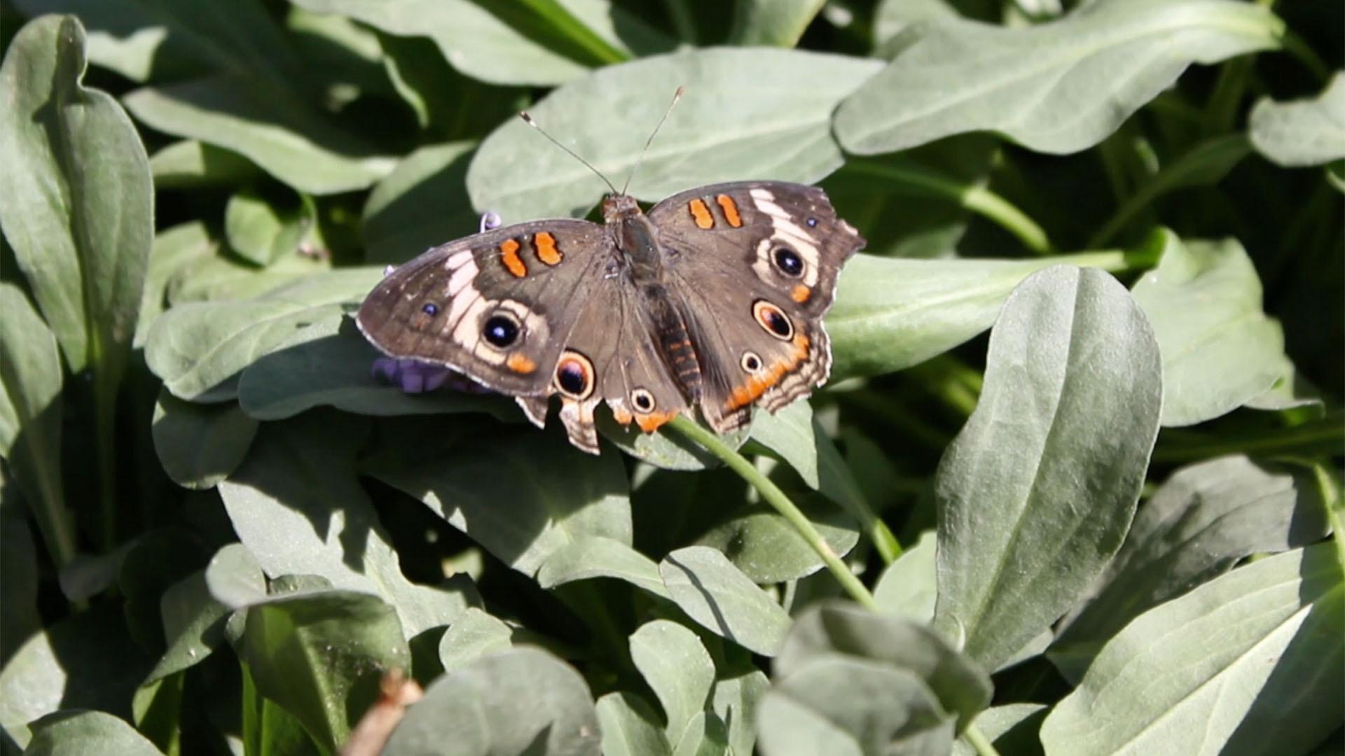 Dinosaur Discoveries Butterflies Dinosaur Train PBS LearningMedia