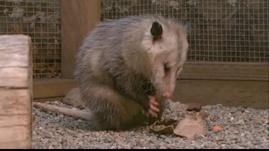 Cool Critters: Opossums | QUEST | PBS LearningMedia