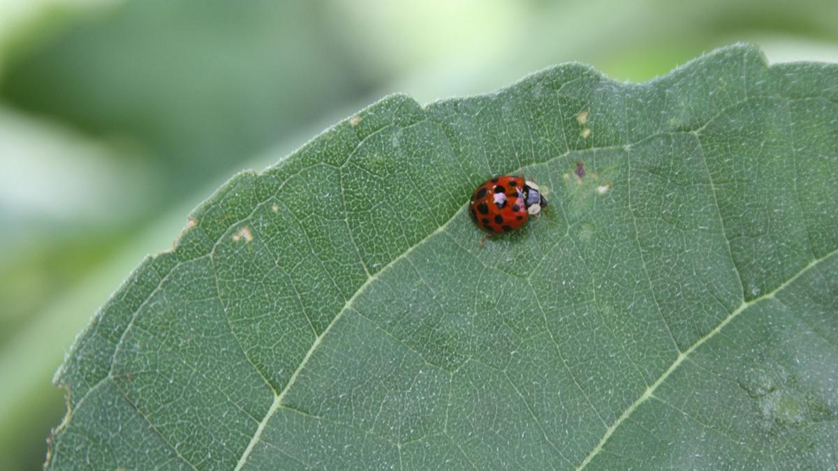 Ladybug | KET Image Bank | PBS LearningMedia