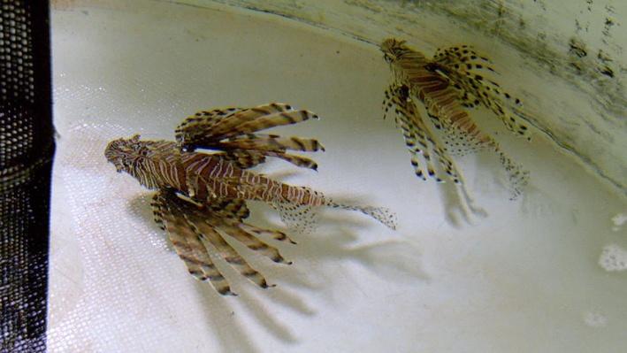 Invasive Lionfish