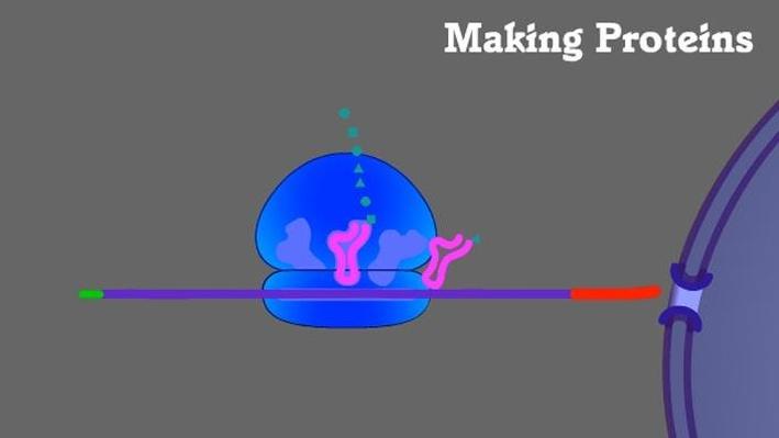 Cracking The Code How Cells Build Proteins - p6sm3be