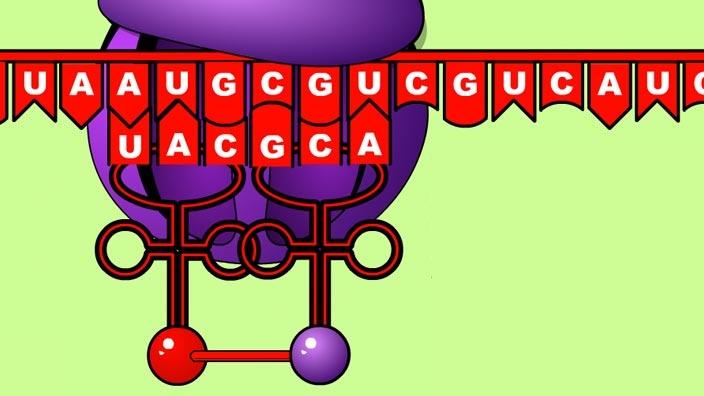 Cell Transcription and Translation | PBS LearningMedia