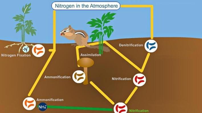 nitrogen cycle diagram for class 8