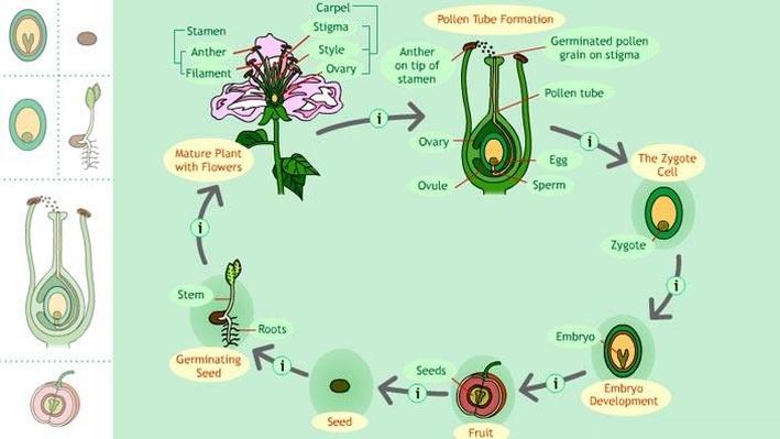 life cycle of a seed plant