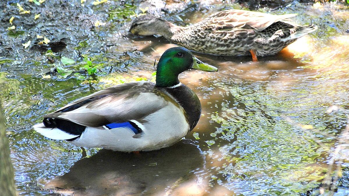 Mallard Duck | KET Image Bank | PBS LearningMedia, image size:1200x675