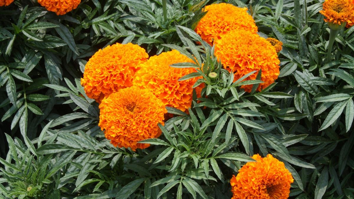 Marigold | KET Image Bank | PBS LearningMedia