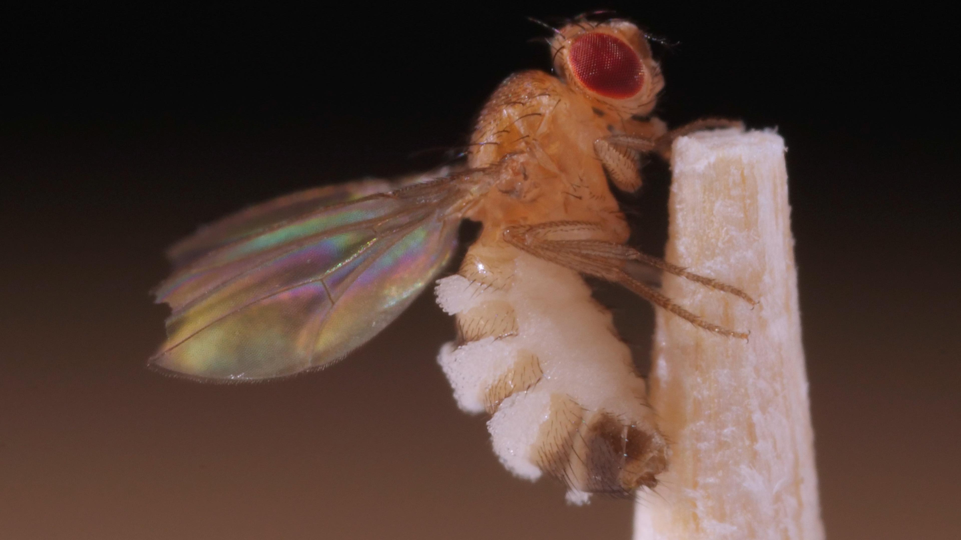 This Killer Fungus Turns Flies Into Zombies Deep Look Pbs Learningmedia