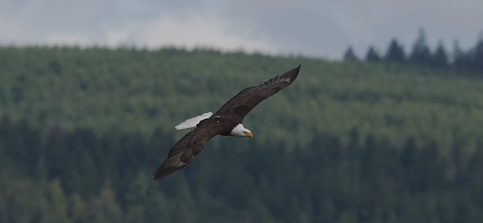 Iconic America, The American Bald Eagle, Episode 6