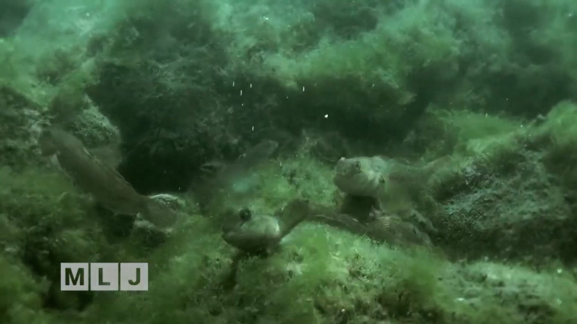 Round Goby - NYSDEC