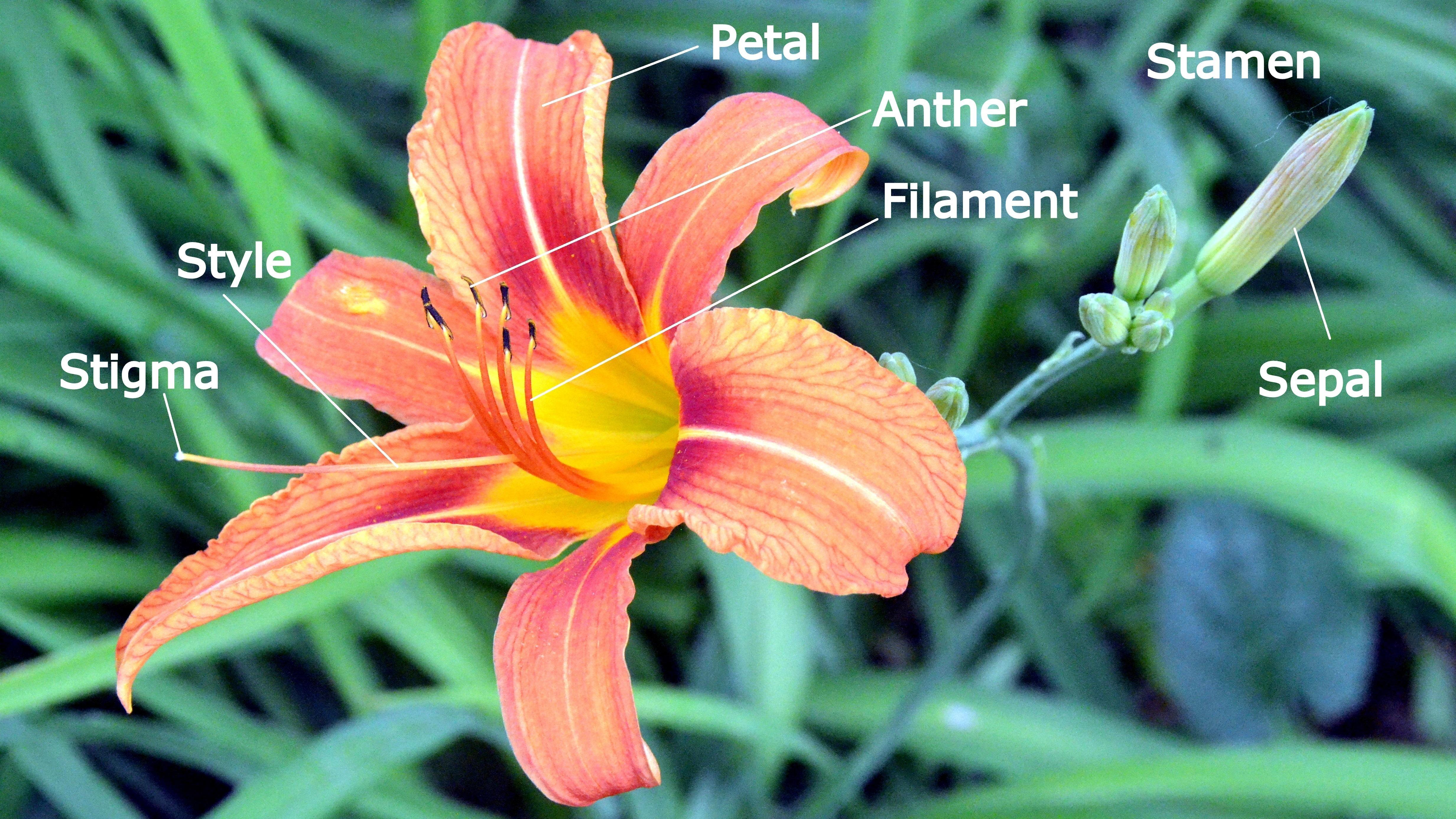 Label The Parts Of A Lily Flower