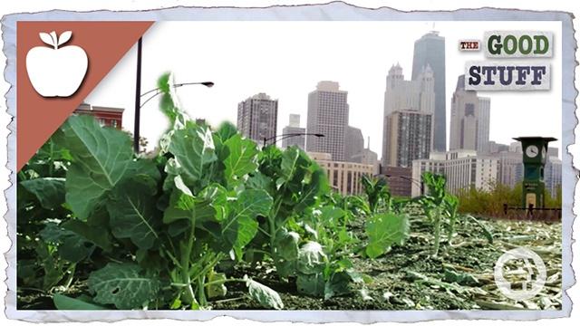 Why We Should Be Urban Farming | The Good Stuff | PBS LearningMedia