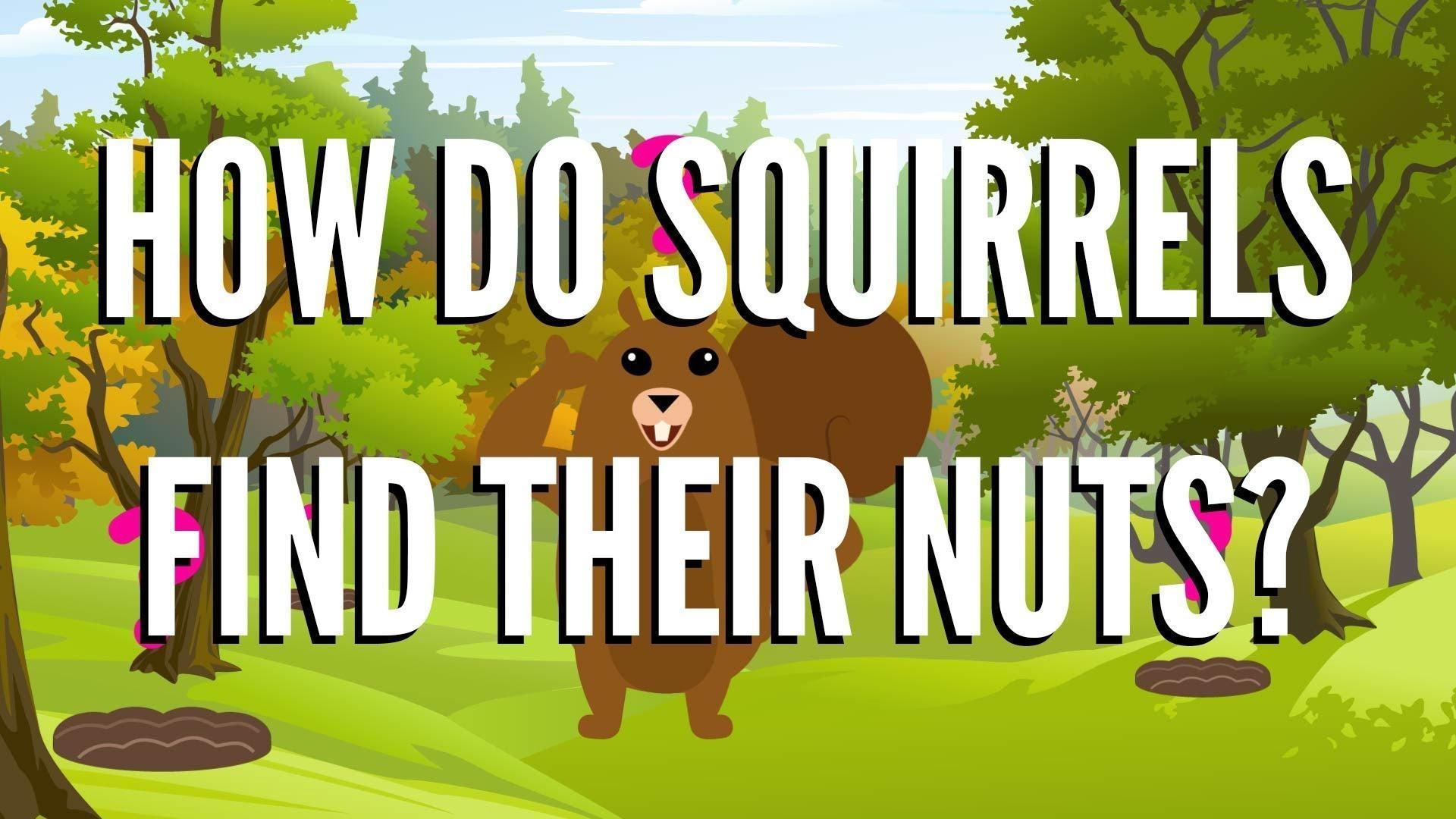 How Do Squirrels Find Their Nuts? It's Okay to Be Smart PBS
