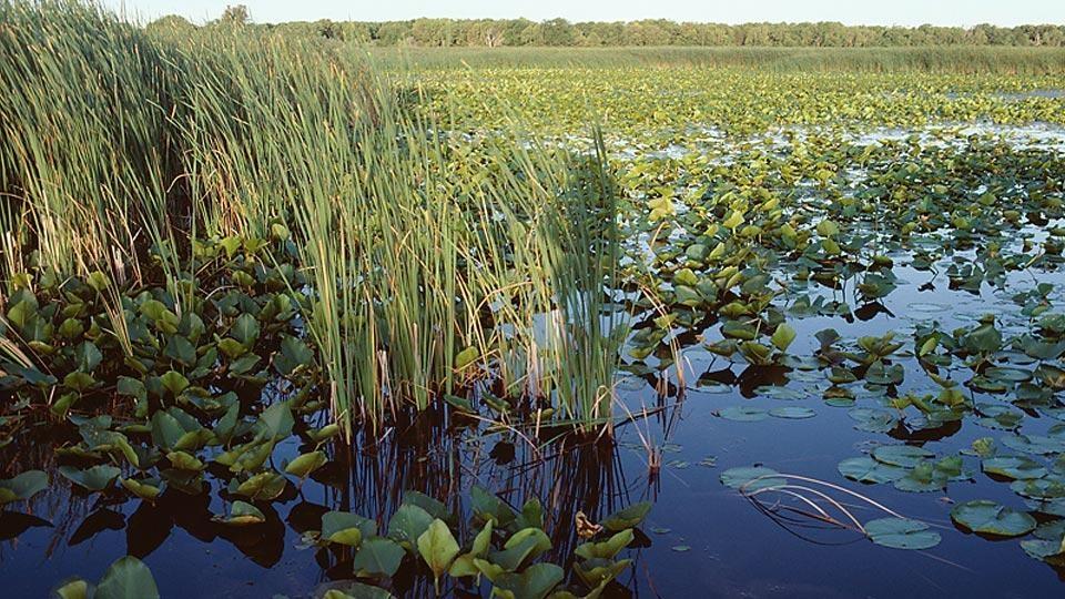 Florida's Everglades The River of Grass PBS LearningMedia