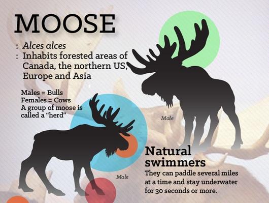 why moose fight | science | media gallery | pbs learningmedia