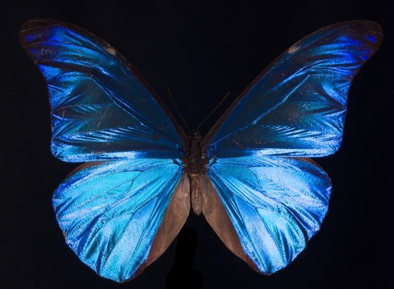 What Gives the Morpho Butterfly Its Magnificent Blue? Deep Look PBS LearningMedia