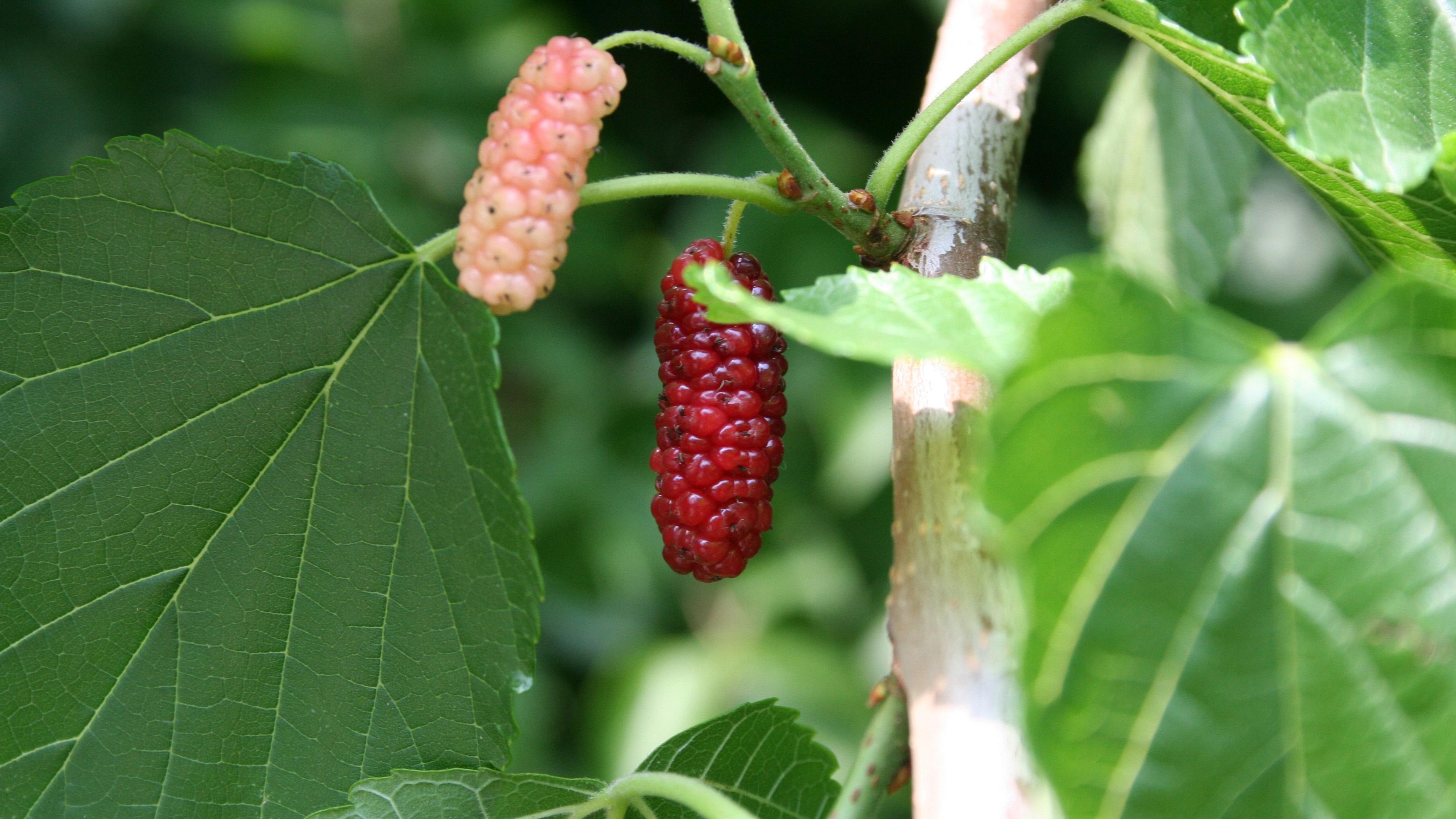 Mulberry | KET Image Bank | PBS LearningMedia