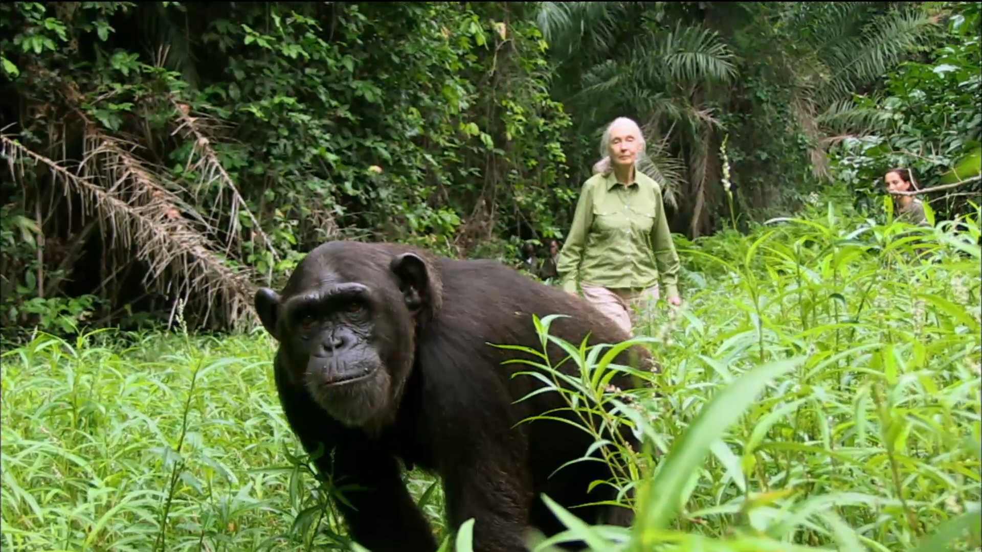 How Jane Goodall Changed the Study of Animal Behavior | PBS LearningMedia