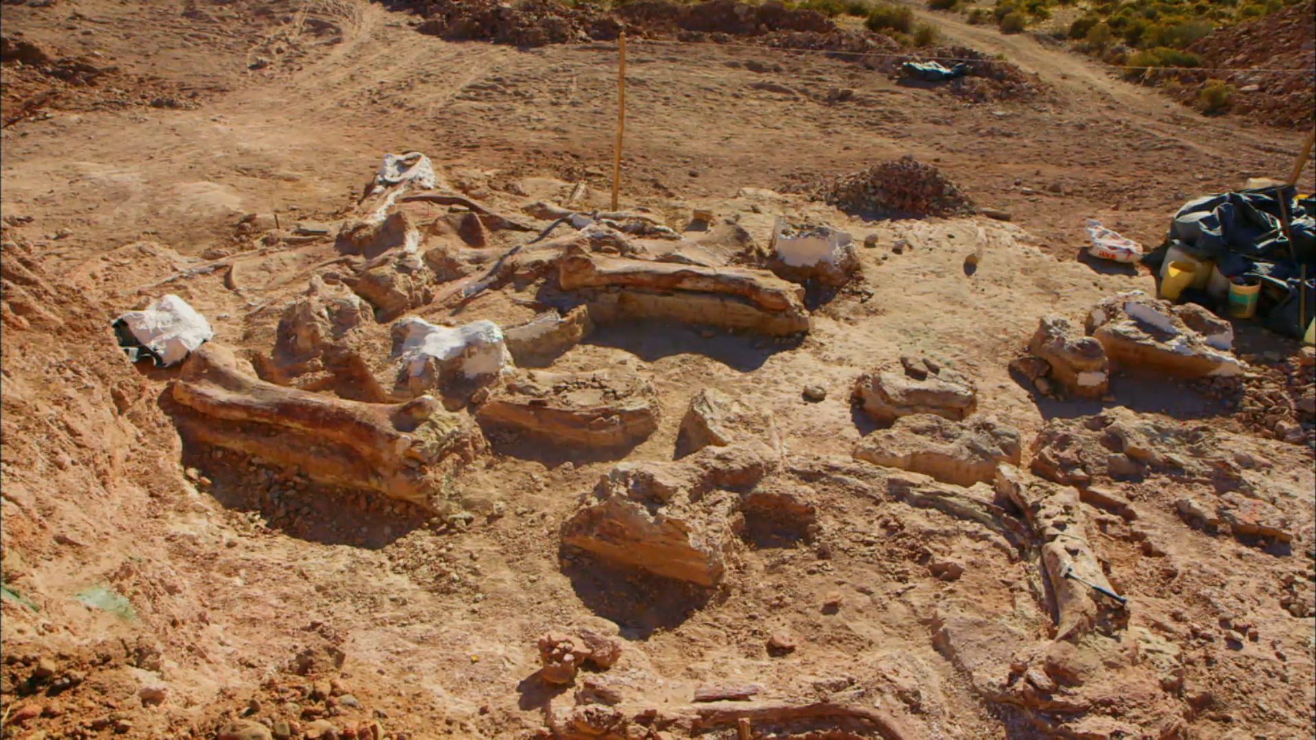 Examining the Evidence: How Did a Group of Dinosaurs Die?