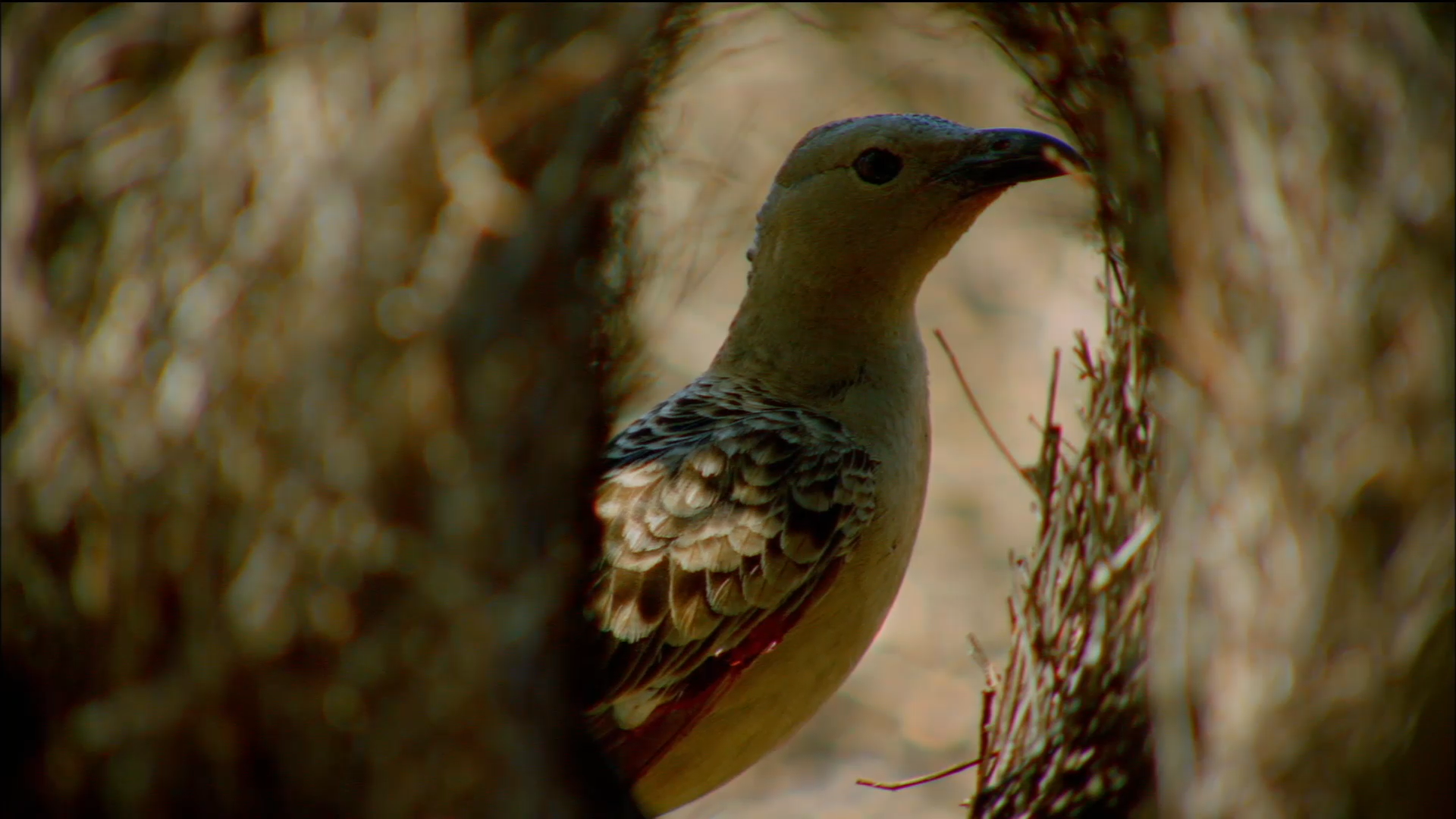 Sexual Selection In Great Bowerbirds Wooing With Illusions Pbs Learningmedia 