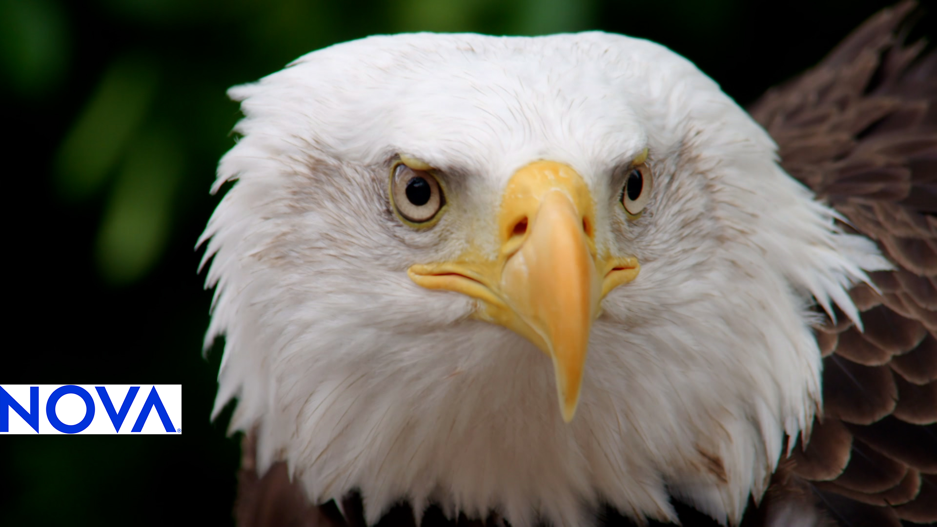 Eagle Adaptations: Lesson for Kids - Video & Lesson Transcript