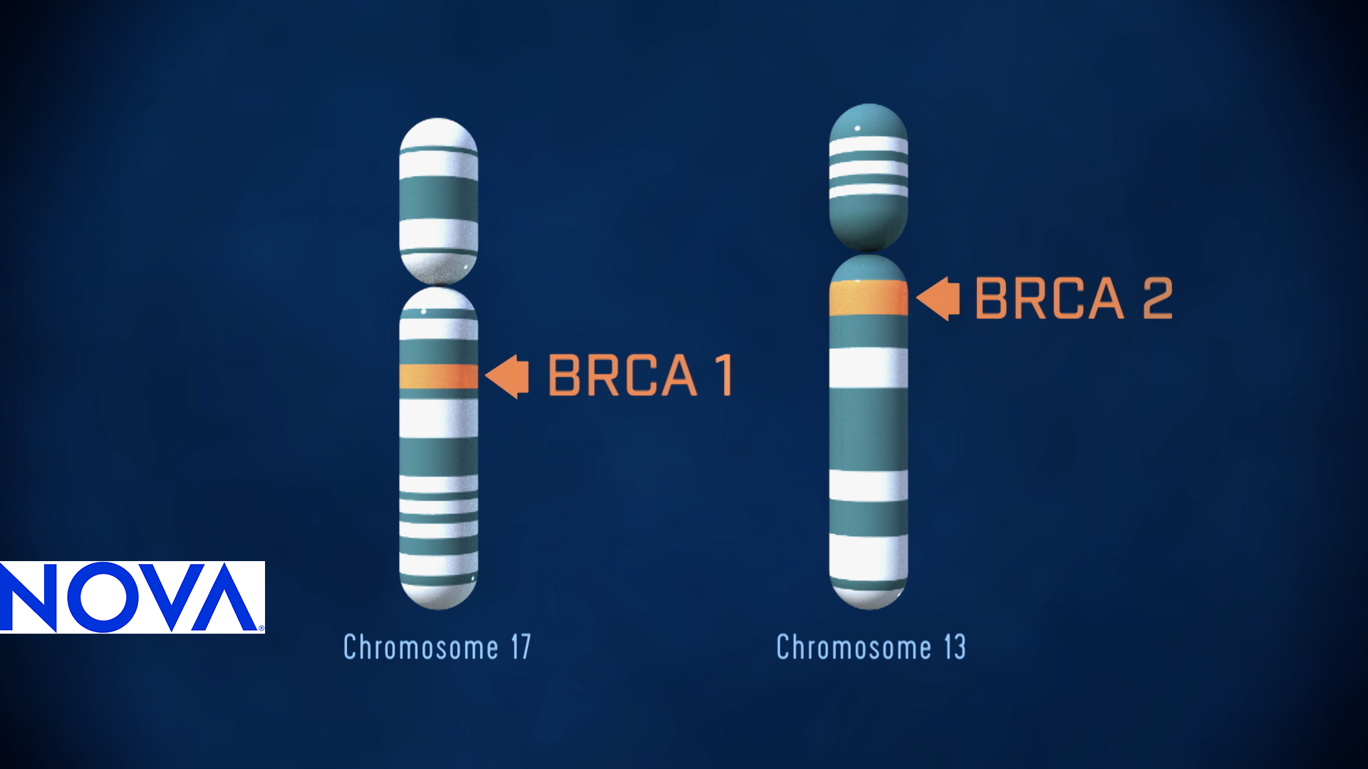 genetic-testing-for-disease-risk-secrets-in-our-dna-pbs-learningmedia