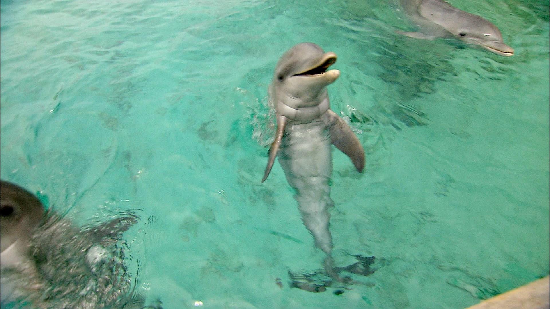 Watch dolphins 'talk' to each other to synchronize their behaviors, Science