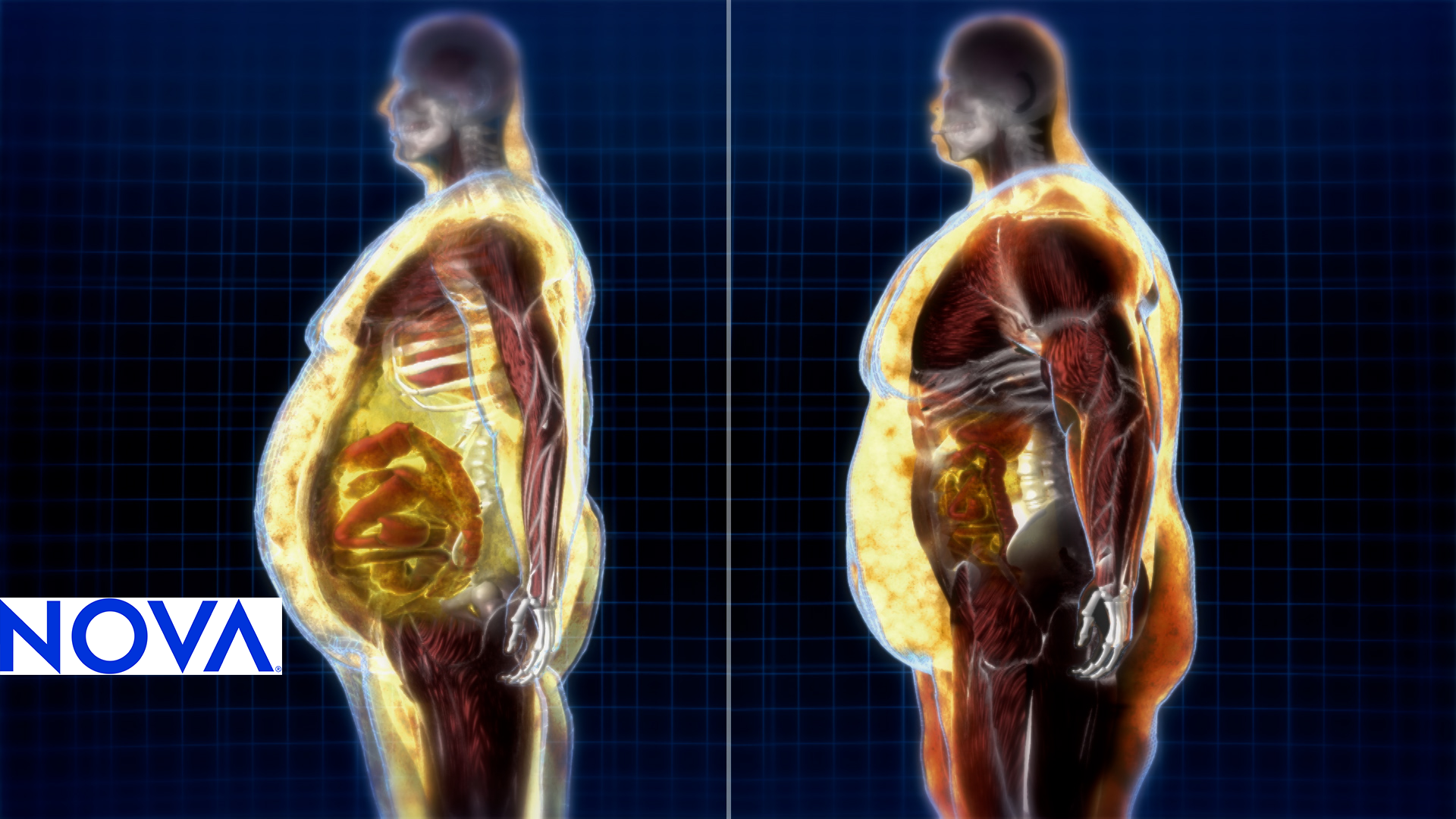 Fat Storage and Energy Use | The Truth About Fat | PBS LearningMedia