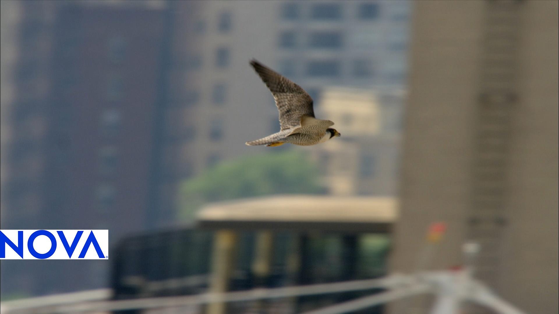 Peregrine Falcons In Urban Settings Worlds Fastest Animal