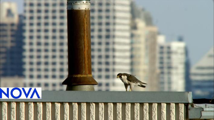 Peregrine Falcons In Urban Settings Worlds Fastest Animal