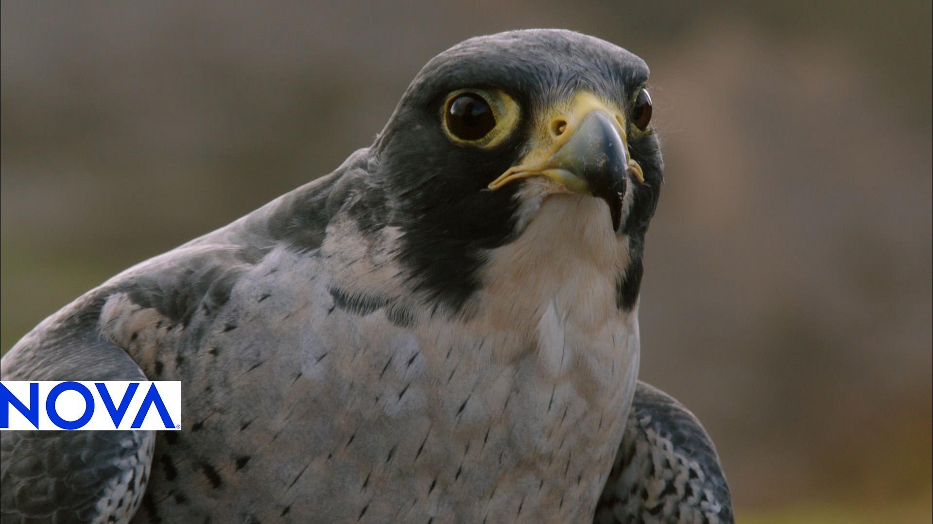 Peregrine Falcon Adaptations Worlds Fastest Animal Pbs