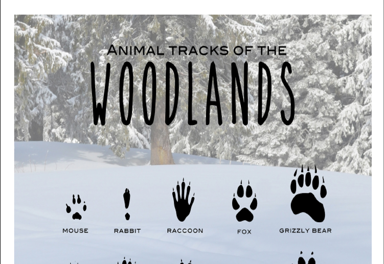 Animal Tracks Poster: Winter Survival Camp, Ohio Learns 360