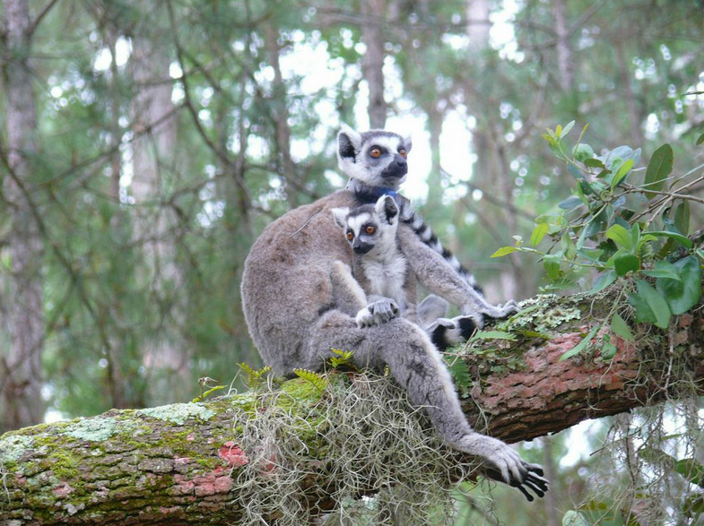 Lemurs on St. Catherines Island Outdoors PBS LearningMedia
